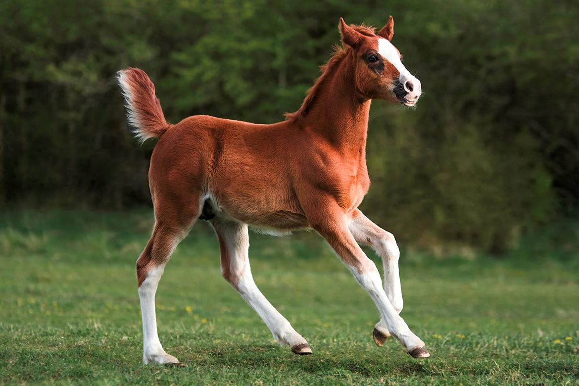 DSP Don Santino Nobility billede 2