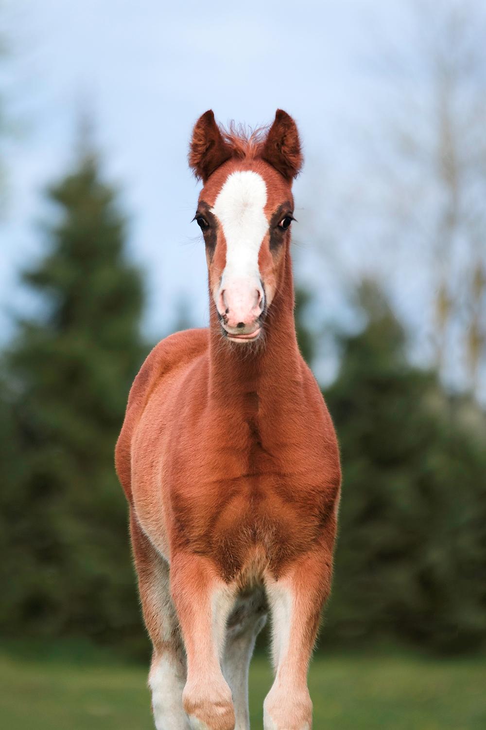 DSP Don Santino Nobility billede 3