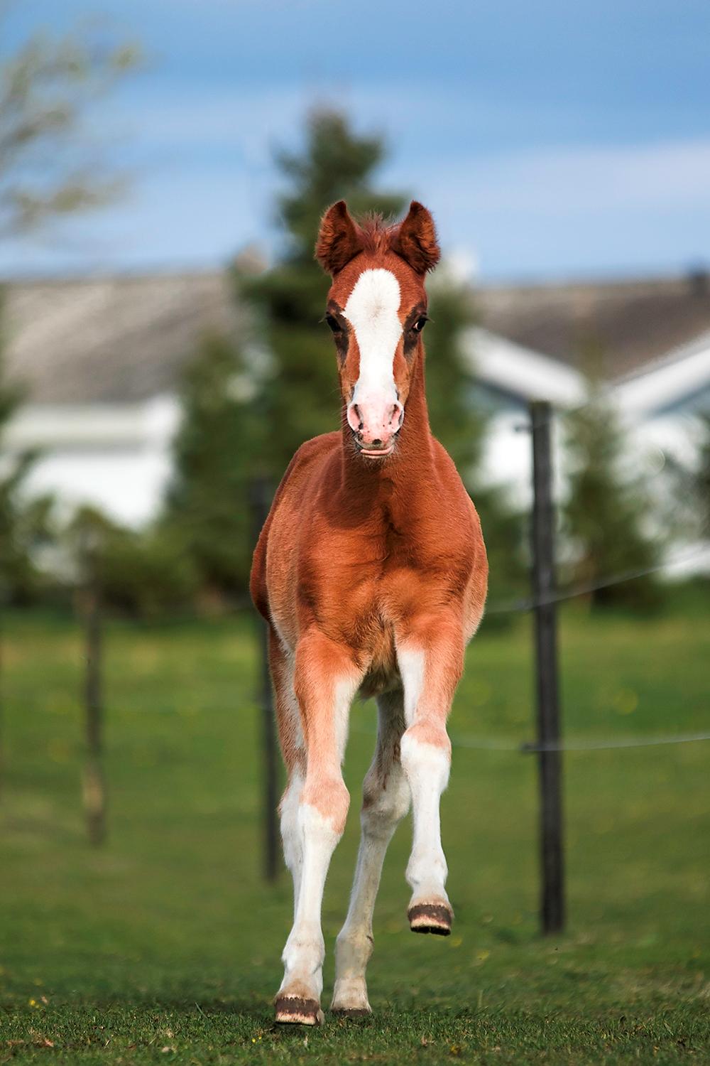 DSP Don Santino Nobility billede 1