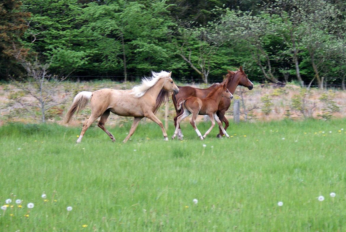 DSP First Petite Nobility billede 42