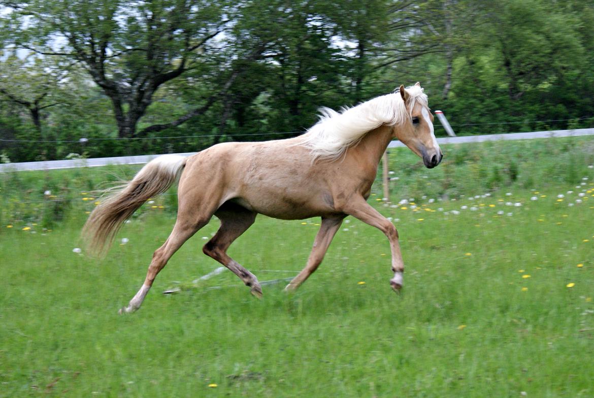 DSP First Petite Nobility billede 44