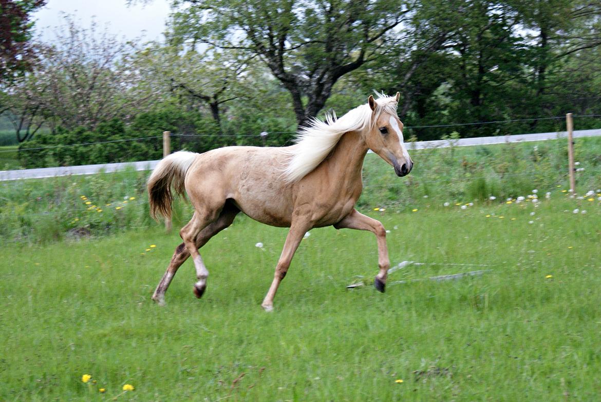 DSP First Petite Nobility billede 8