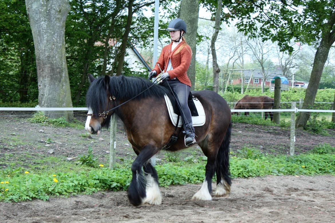 Irish Cob Shamrocks Rowan of Spades billede 14