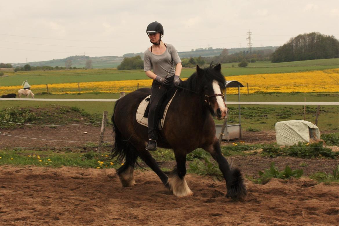 Irish Cob Shamrocks Rowan of Spades billede 15