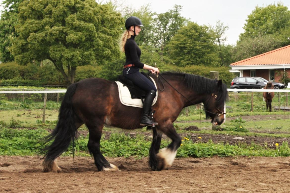 Irish Cob Shamrocks Rowan of Spades billede 18