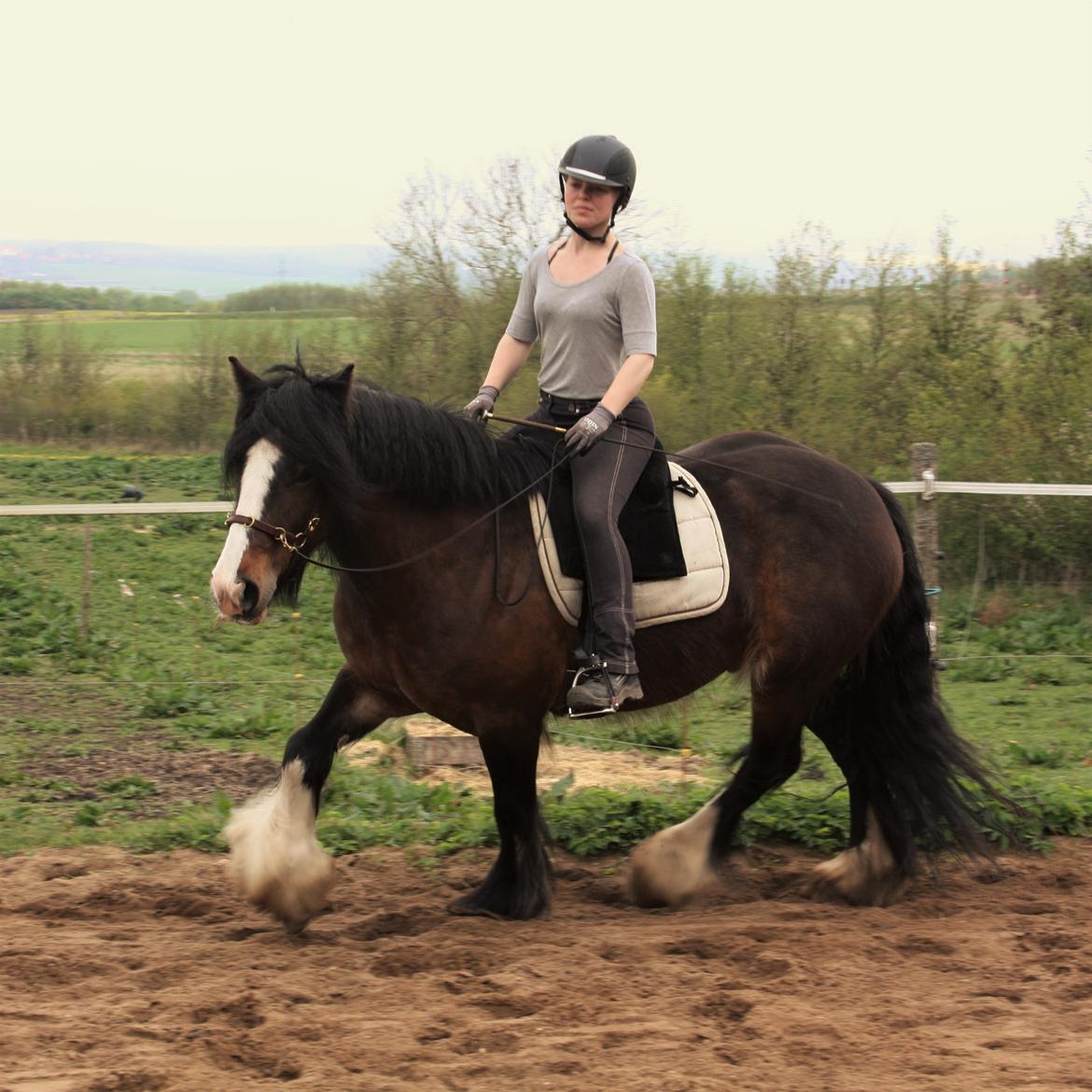 Irish Cob Shamrocks Rowan of Spades billede 16