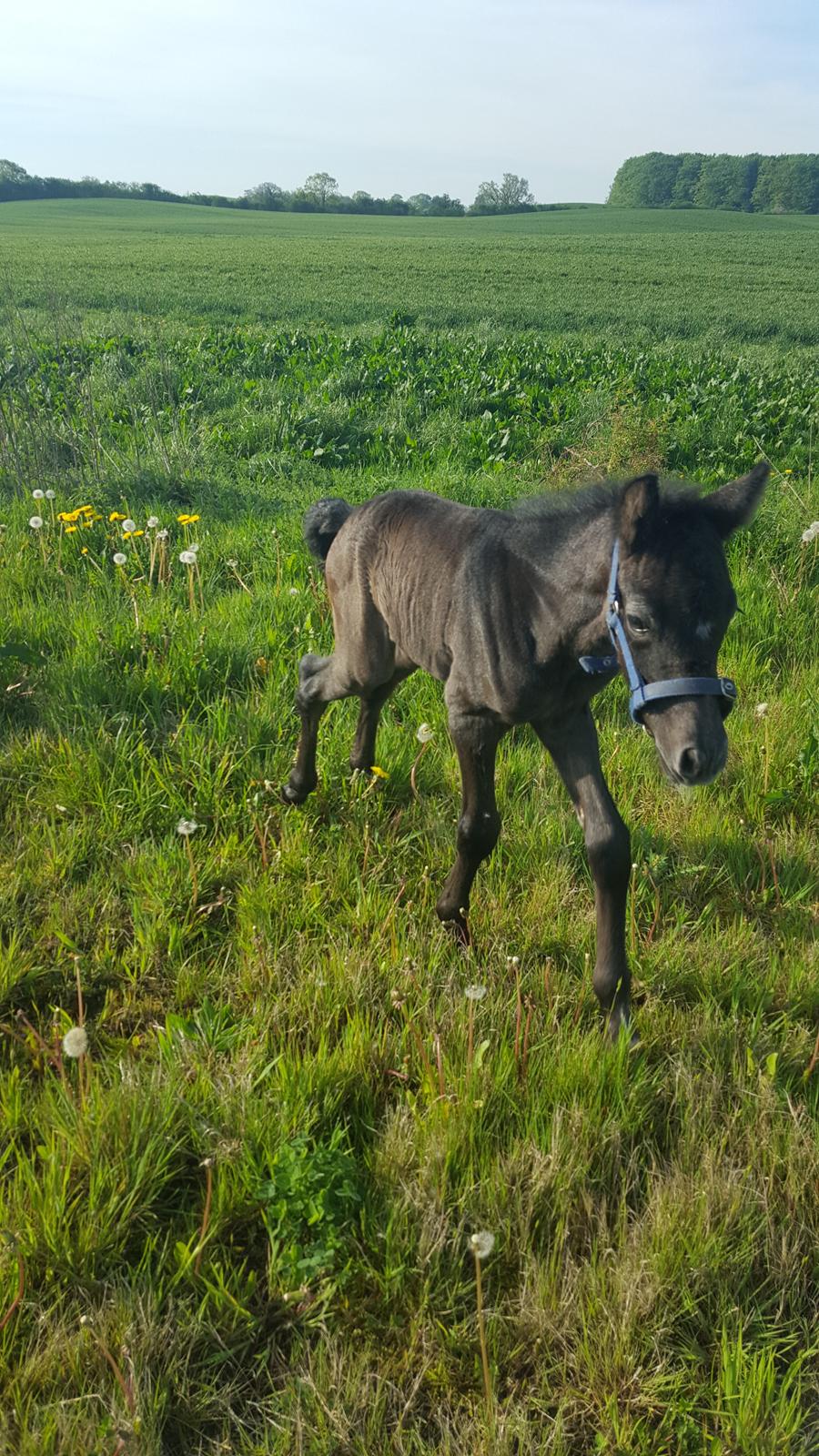 New Forest Harbogaards Cody billede 21