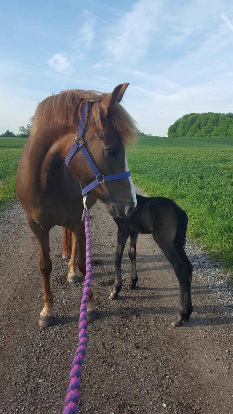 New Forest Harbogaards Cody billede 22