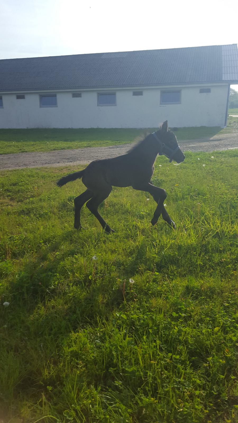 New Forest Harbogaards Cody billede 24