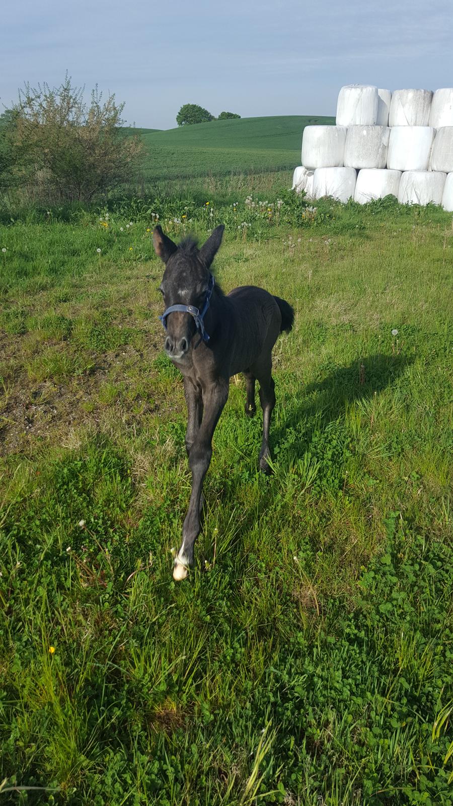 New Forest Harbogaards Cody billede 23