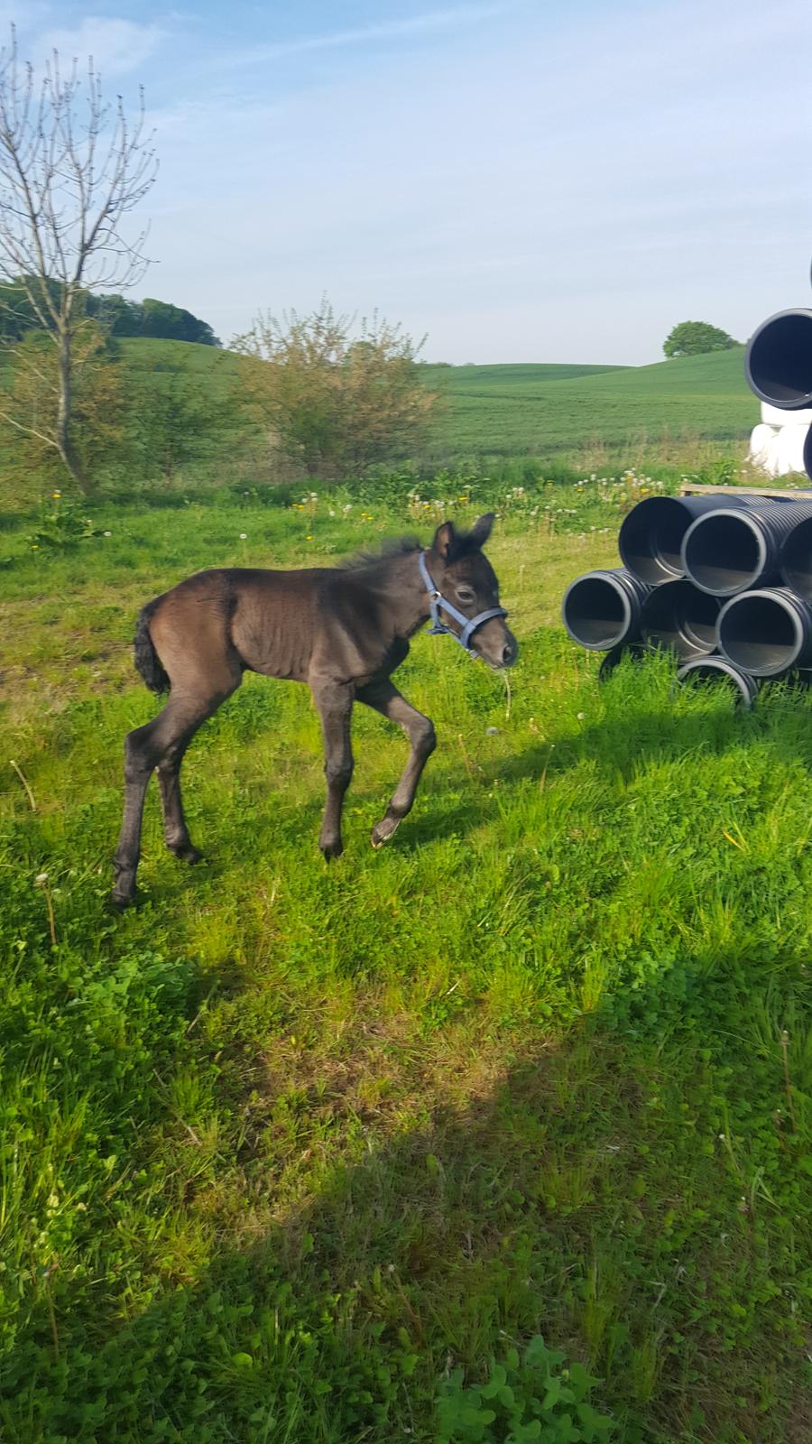 New Forest Harbogaards Cody billede 25
