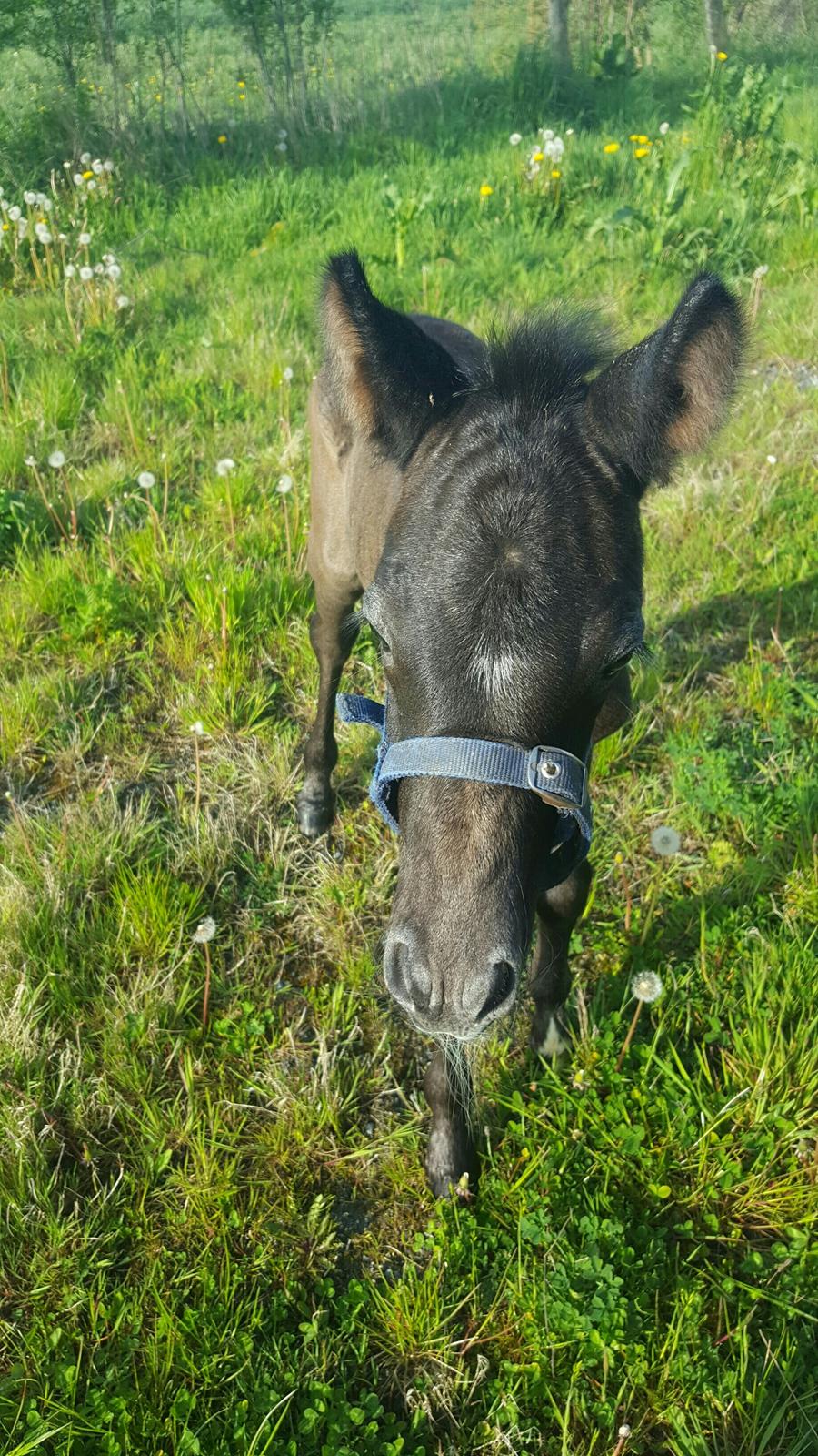 New Forest Harbogaards Cody billede 9