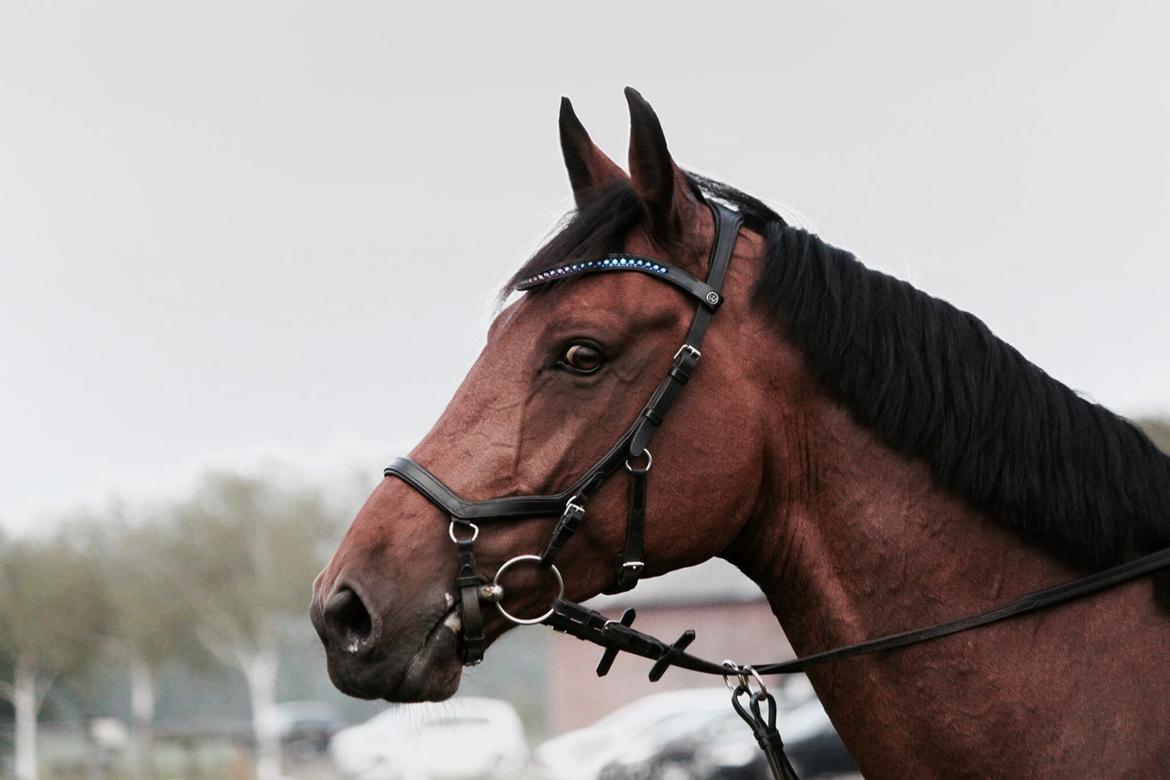 Holstener Søndervangs comet - <3 billede 12