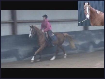 Welsh Partbred (Sec F) Madonna - Madonna som ung i Holland. billede 22