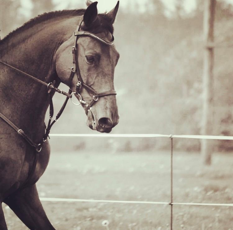 Holstener Søndervangs comet - Lillebror <3 billede 1