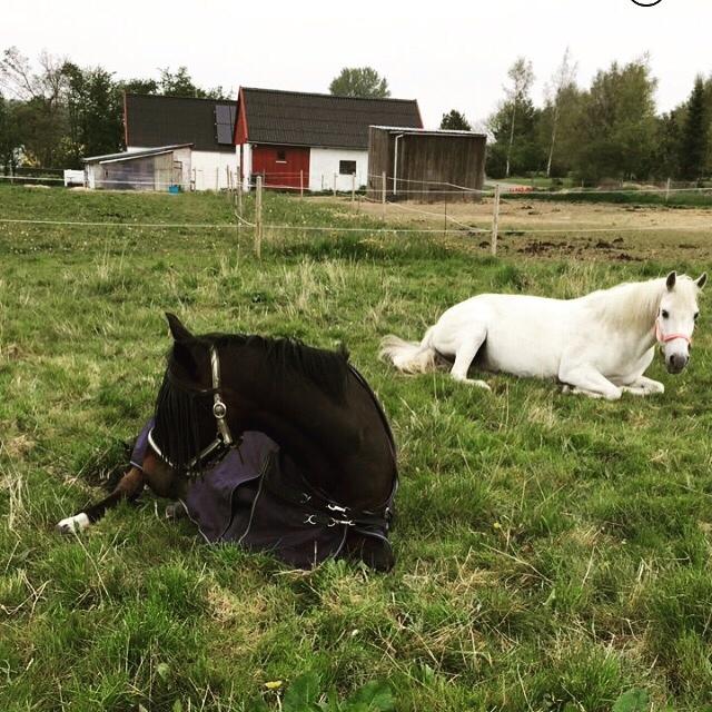 DSP - Buegårds Saturn billede 13