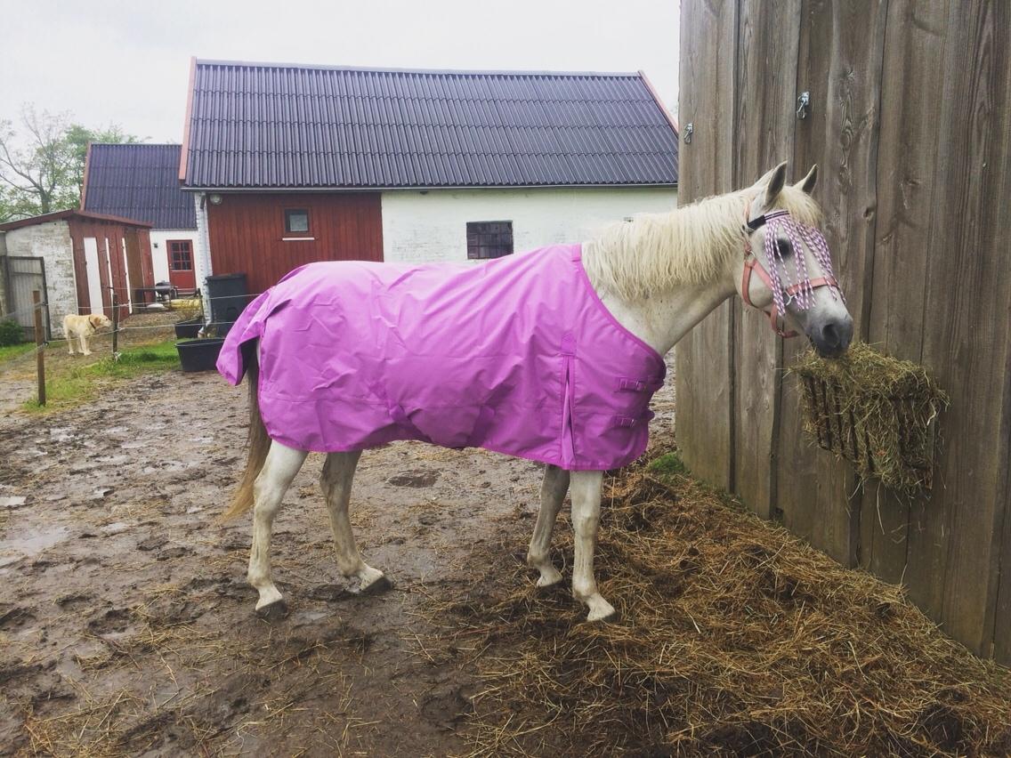 Anden særlig race - Ullive [Udlånt] billede 8