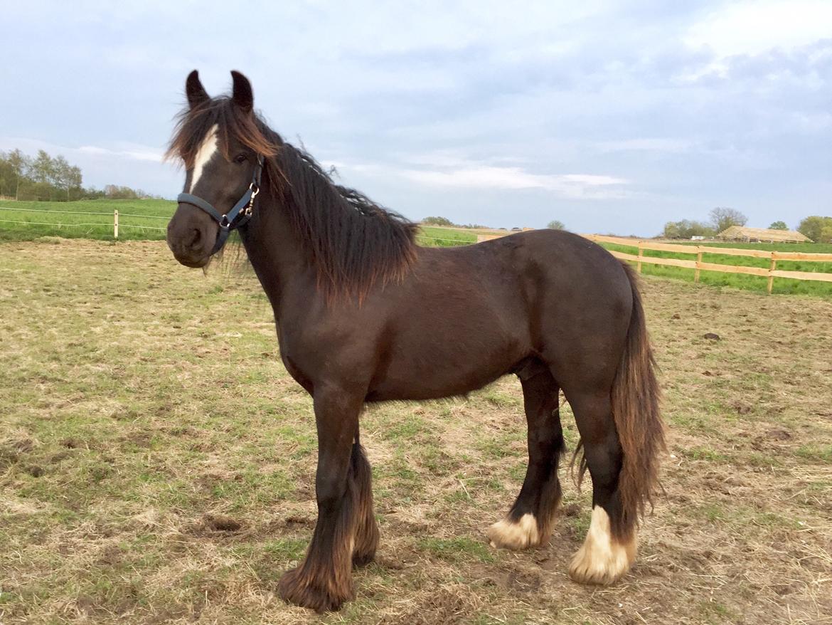 Irish Cob Nydal's Dark Knight of Sorcas - 13/05-17 billede 13