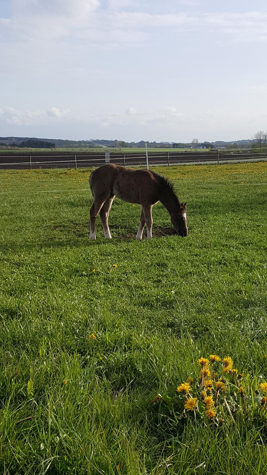 Welsh Partbred (Sec F) Struntze´s Good Point BRSDH 836 - Lille har fundet den nemme måde at spise lidt græs på med de der lange ben hun har :) billede 38
