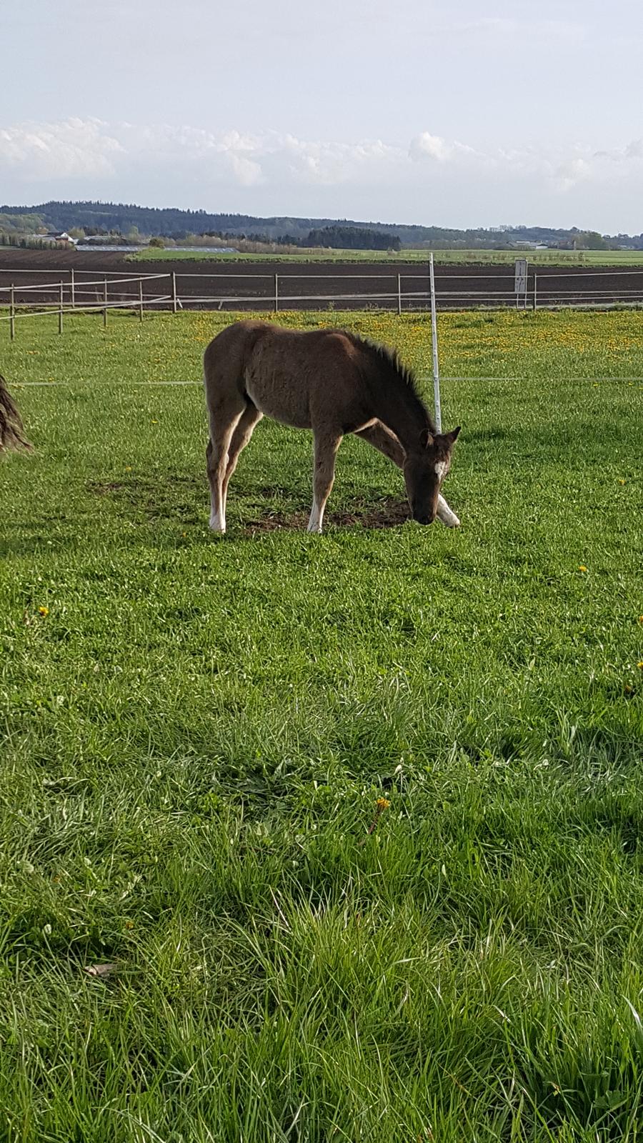 Welsh Partbred (Sec F) Struntze´s Good Point BRSDH 836 - Lille har fundet den nemme måde at spise lidt græs på med de der lange ben hun har :) billede 13