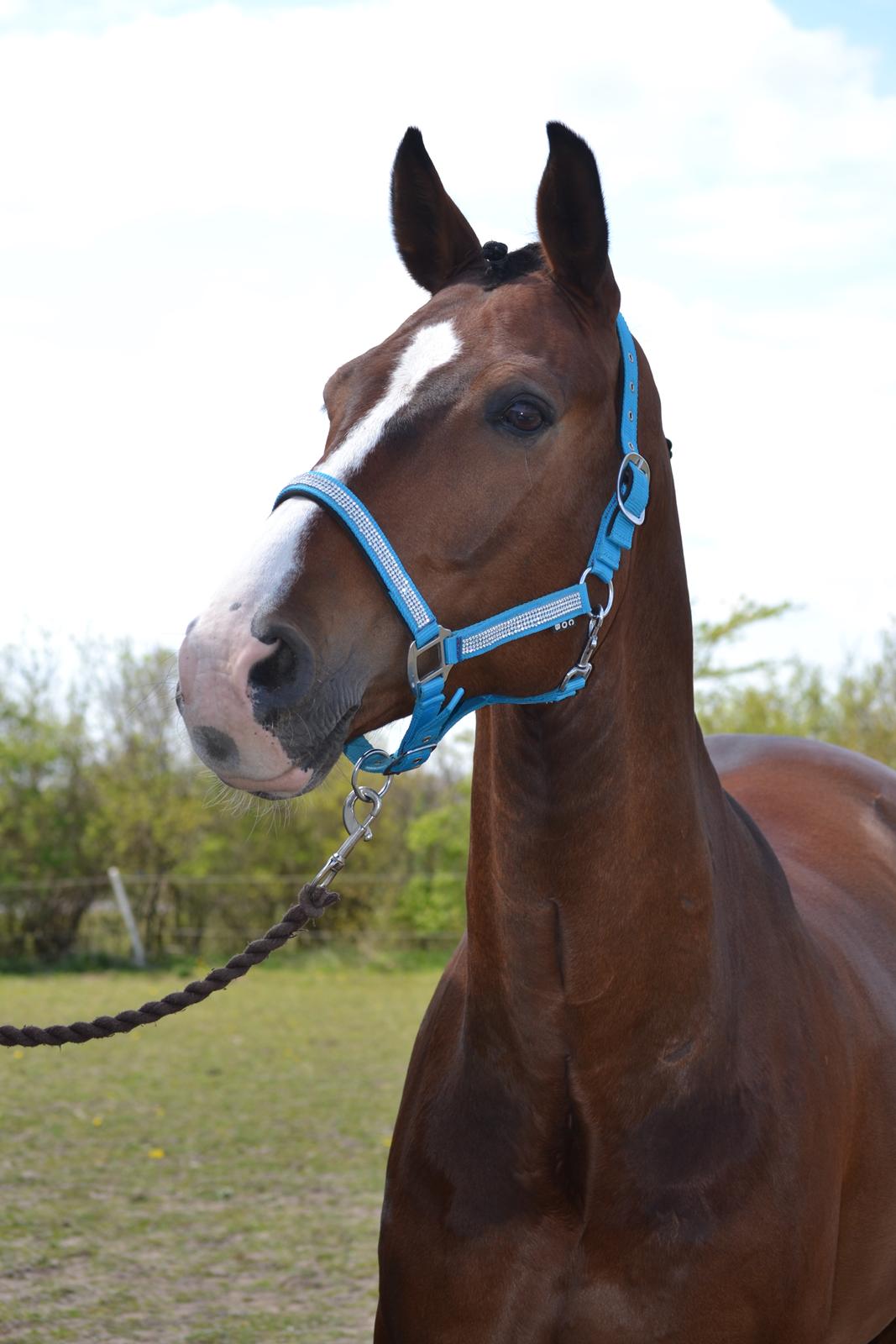 Westfaler Fleaubert von Florencio billede 1