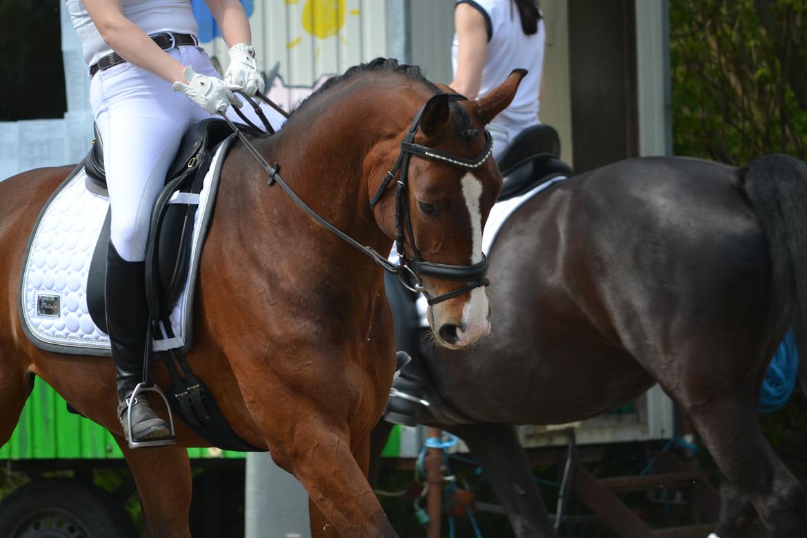 Westfaler Fleaubert von Florencio billede 2