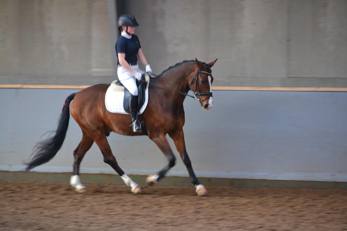 Westfaler Fleaubert von Florencio billede 3