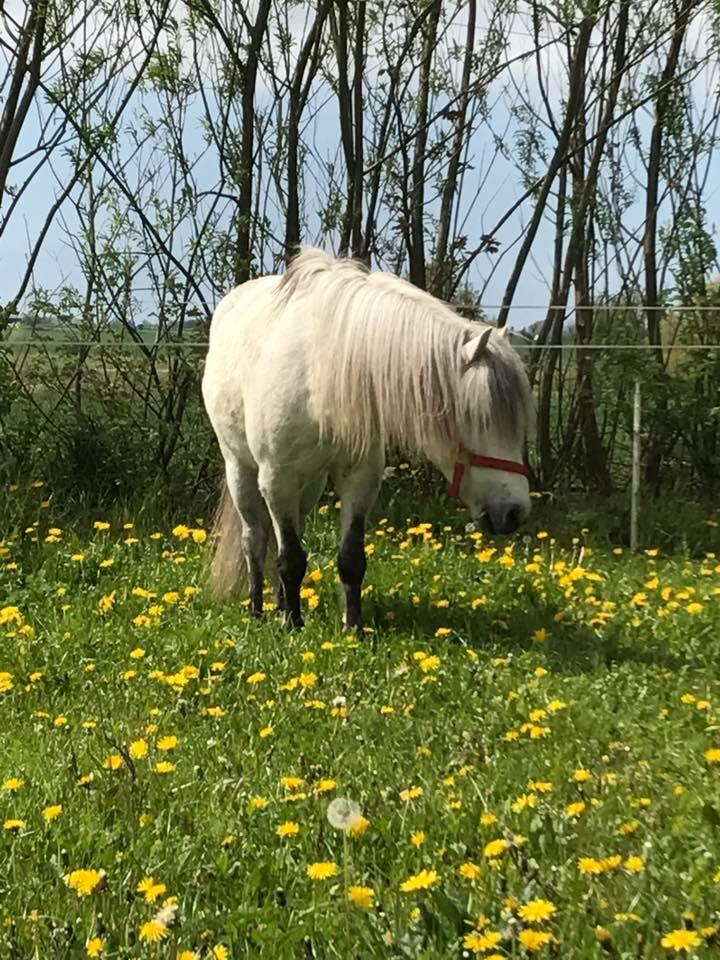 Welsh Mountain (sec A) Team J Nielsen's Felix - maj 2017 billede 3