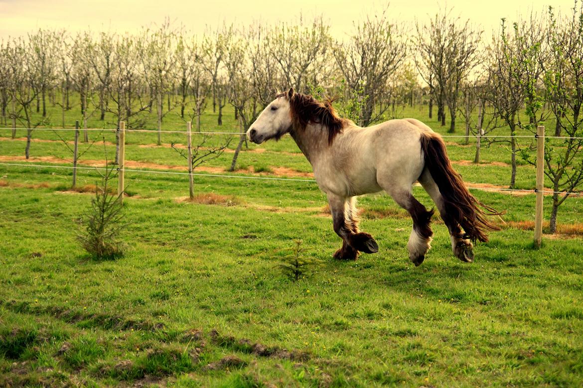Irish Cob Nydals Sir Winston billede 15