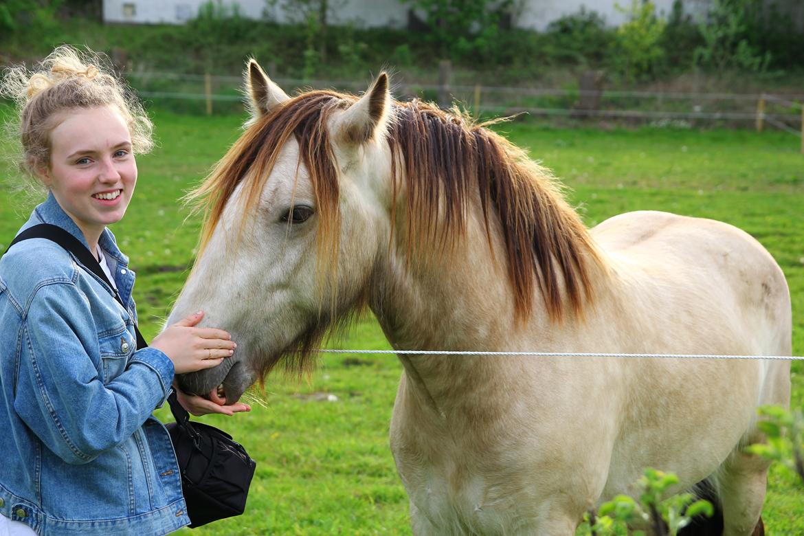 Irish Cob Nydals Sir Winston billede 16