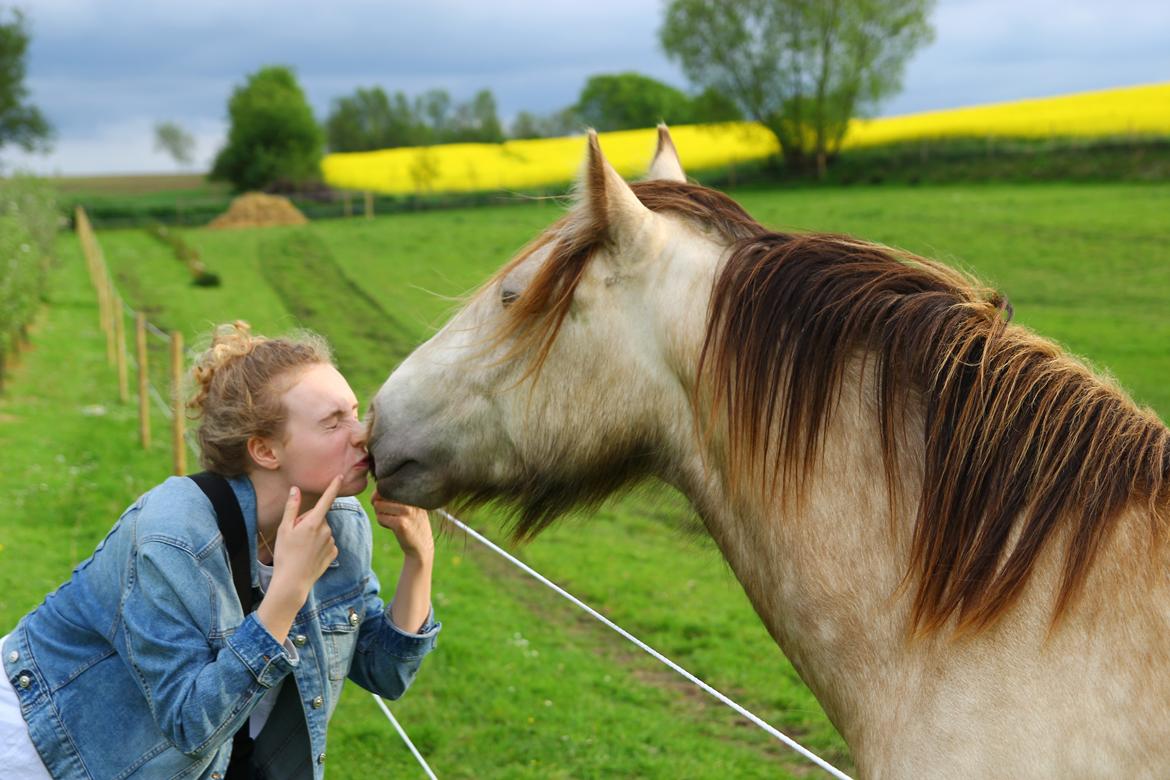 Irish Cob Nydals Sir Winston billede 17