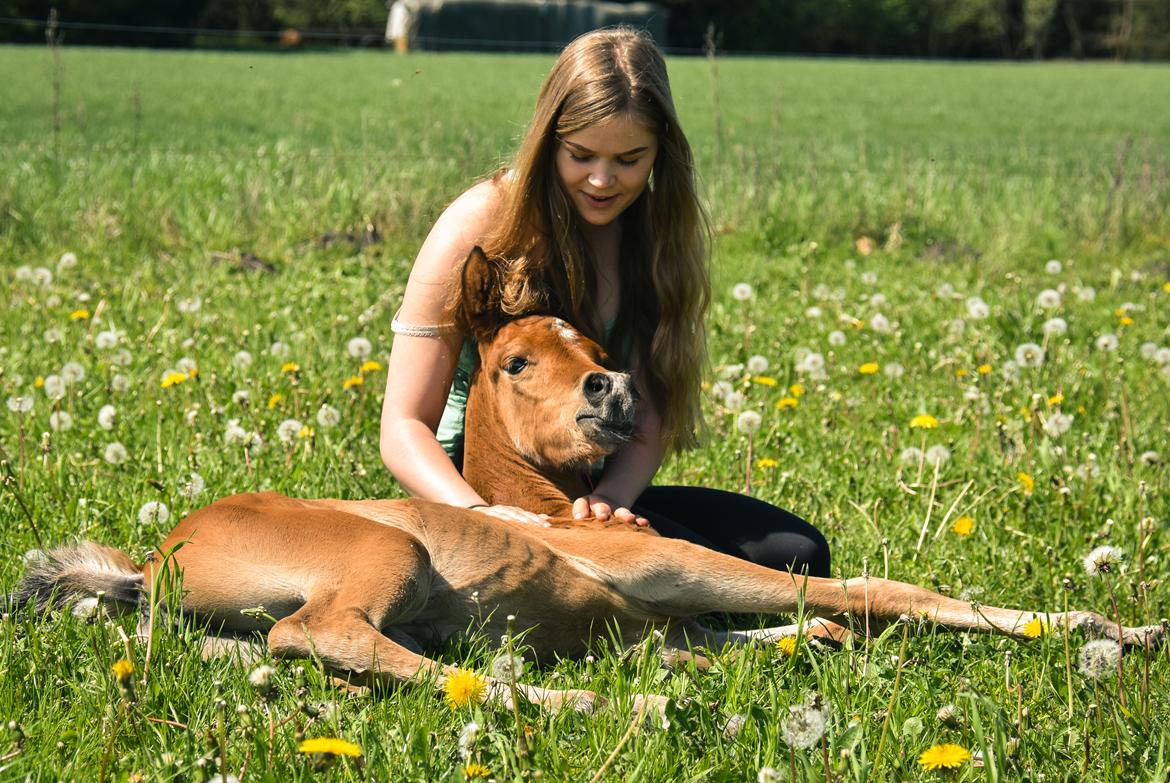 Arabisk fuldblod (OX) Tayisha Van Charm ox  billede 9