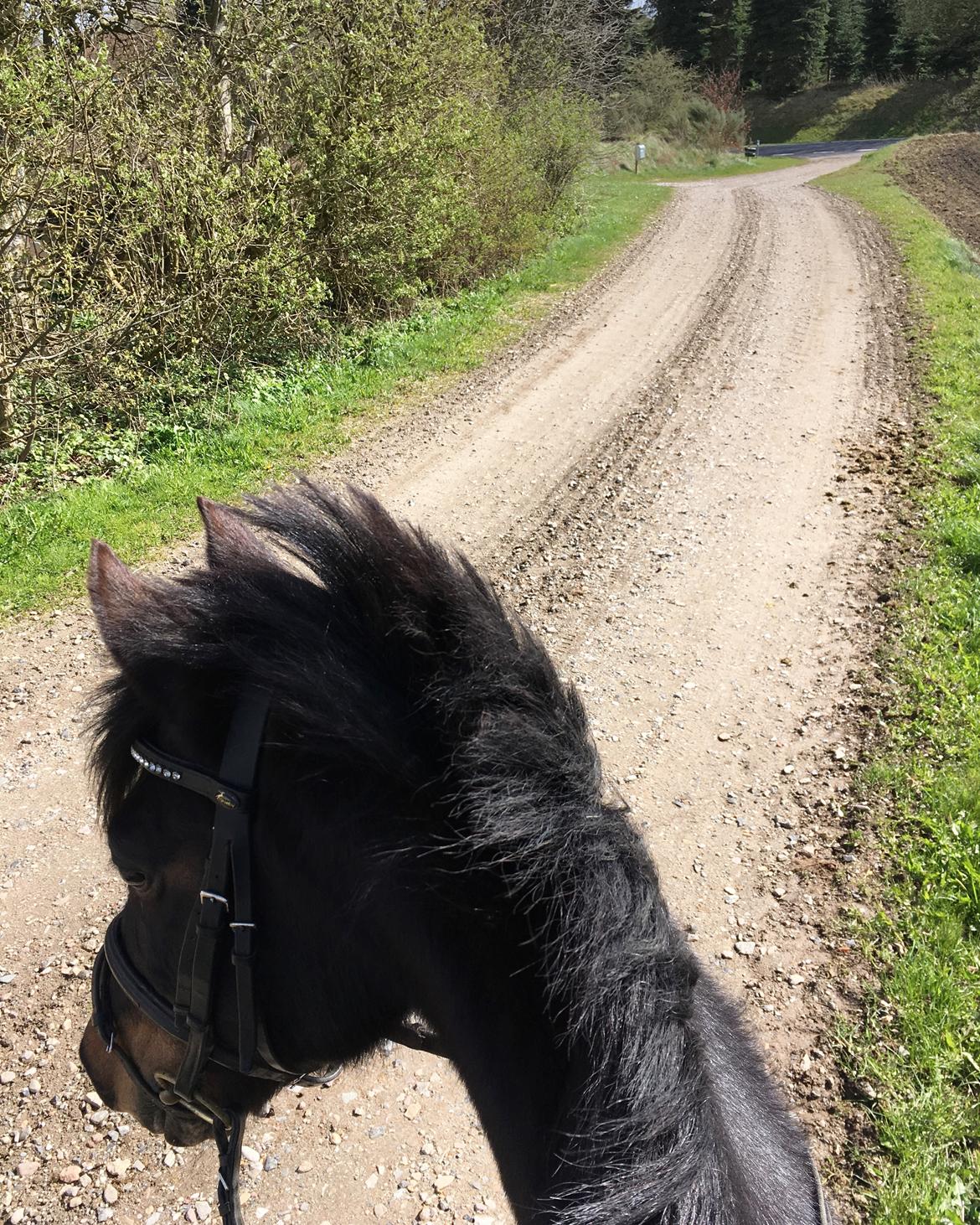 DSP Eilers Cassiopeia billede 1