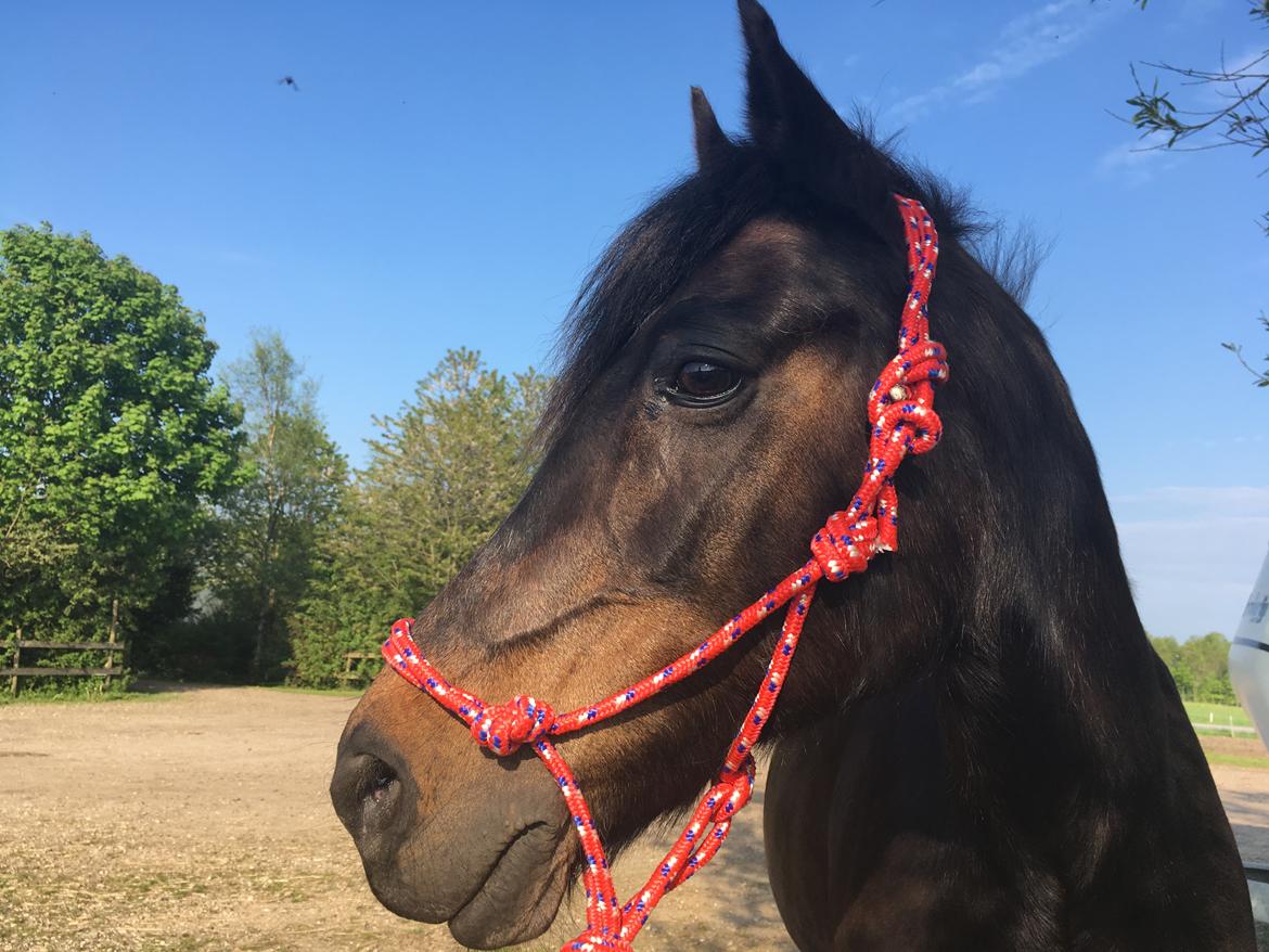 DSP Eilers Cassiopeia billede 5