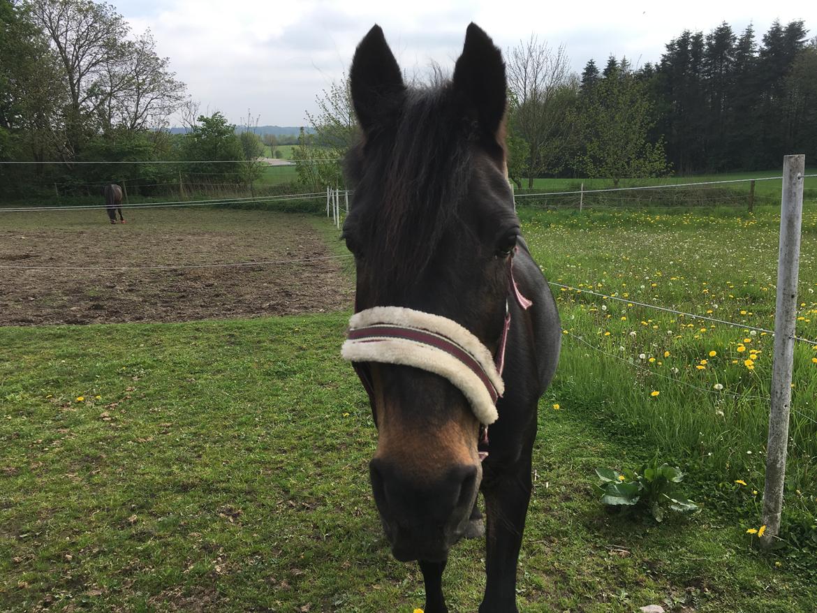 DSP Eilers Cassiopeia billede 7