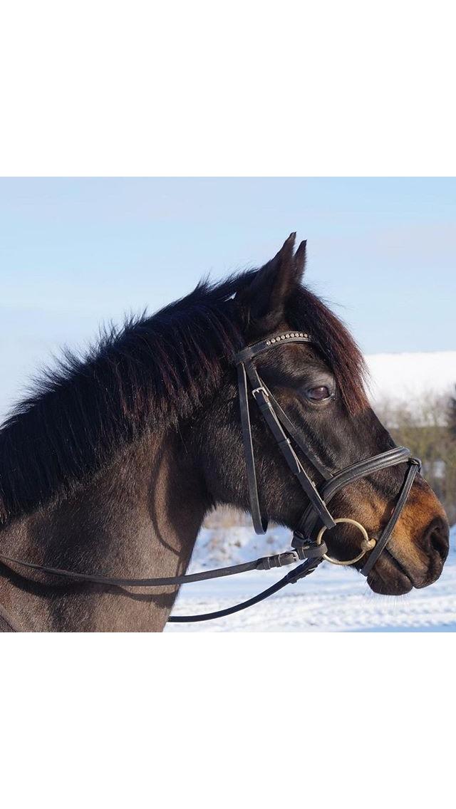 DSP Eilers Cassiopeia billede 9