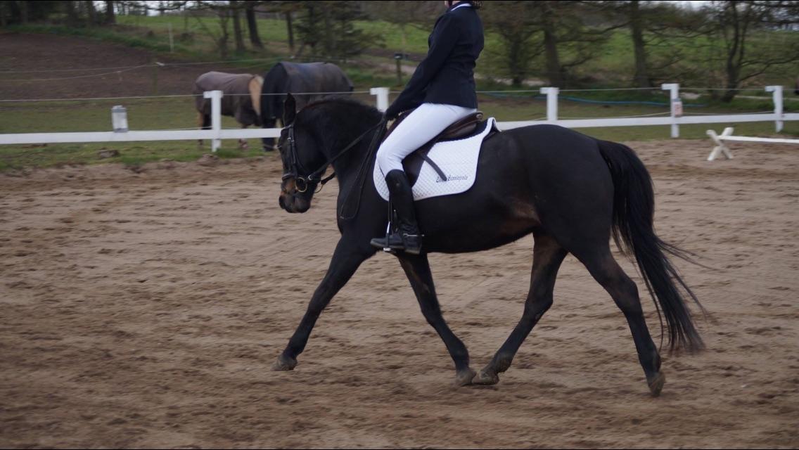 DSP Eilers Cassiopeia billede 8