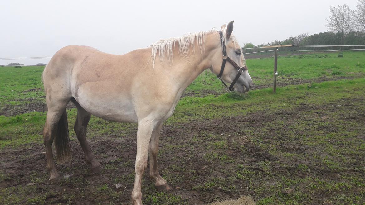 Haflinger Naomi af åtte bjerge billede 11