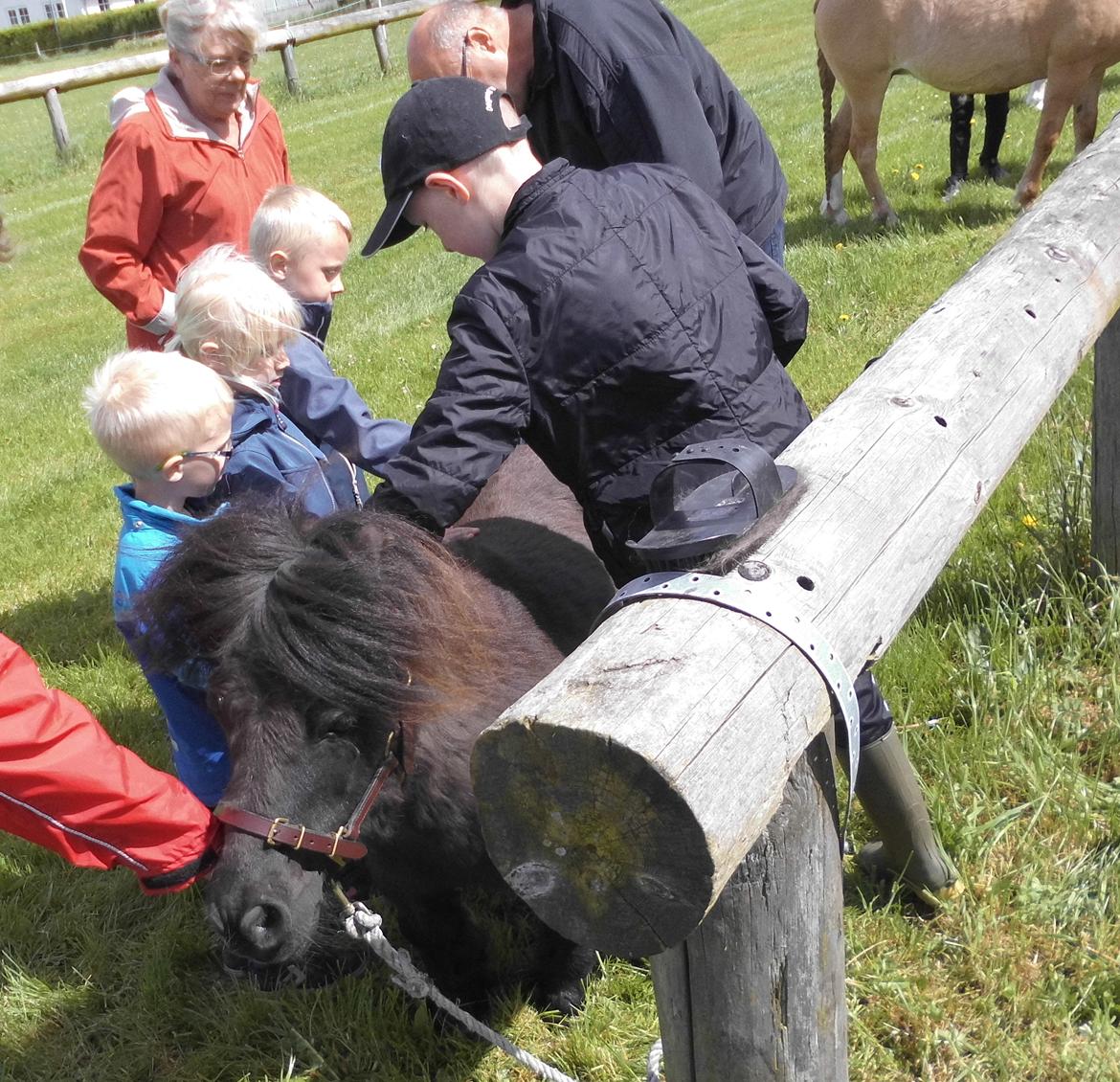 Anden særlig race Buster (Jarl) Sorte ganger - Dyrskue i Hygum 2017 et trækplaster var han denne dag billede 19