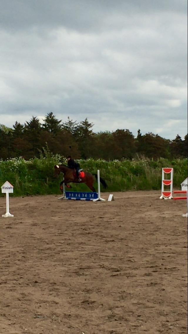 Traver Bette Nøk S - Første stævne 40cm... 20/05-17 billede 5