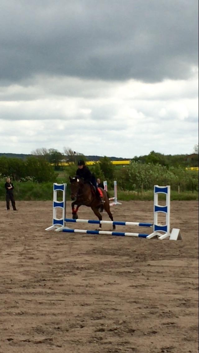 Traver Bette Nøk S - Første stævne 40cm... 20/05-17 billede 9