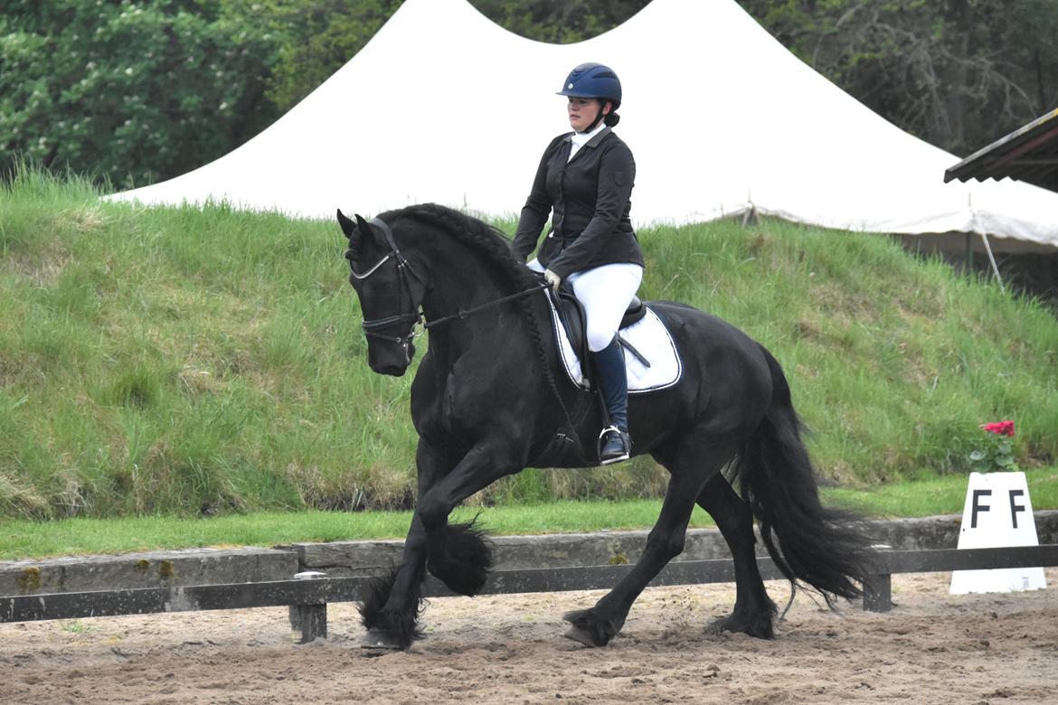 Frieser Zaion Terplinggaard STER - Stævnedebut Maj 2017 billede 4