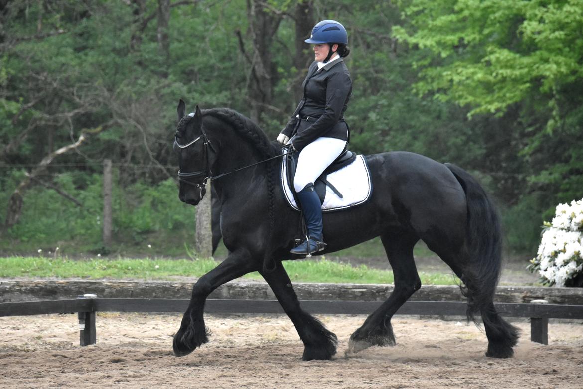 Frieser Zaion Terplinggaard STER - Stævne maj 2017 billede 5