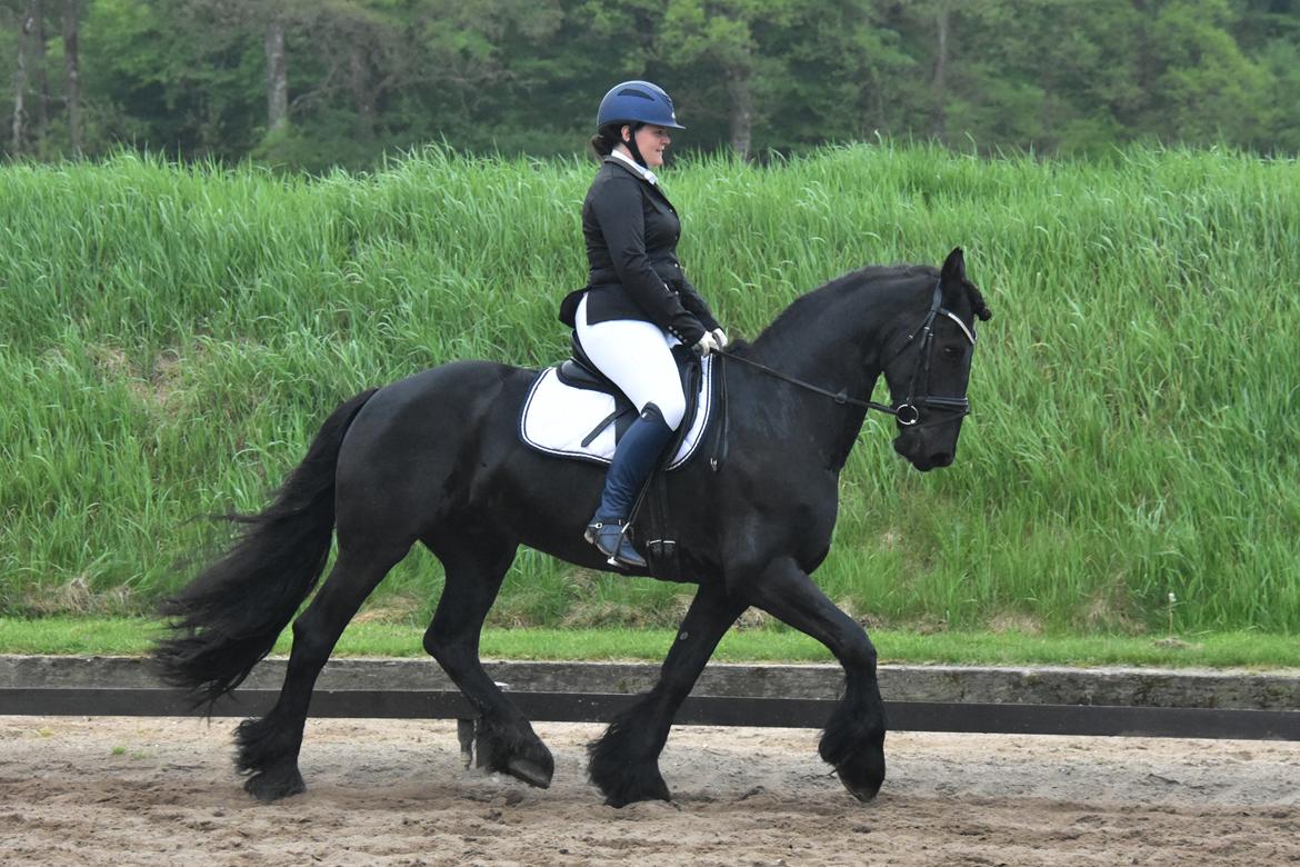 Frieser Zaion Terplinggaard STER - Stævne maj 2017 billede 7