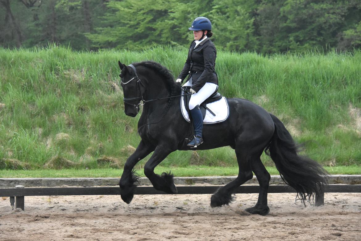 Frieser Zaion Terplinggaard STER - Op ad bakke? Ja tak! :D Stævne maj 2017 billede 3