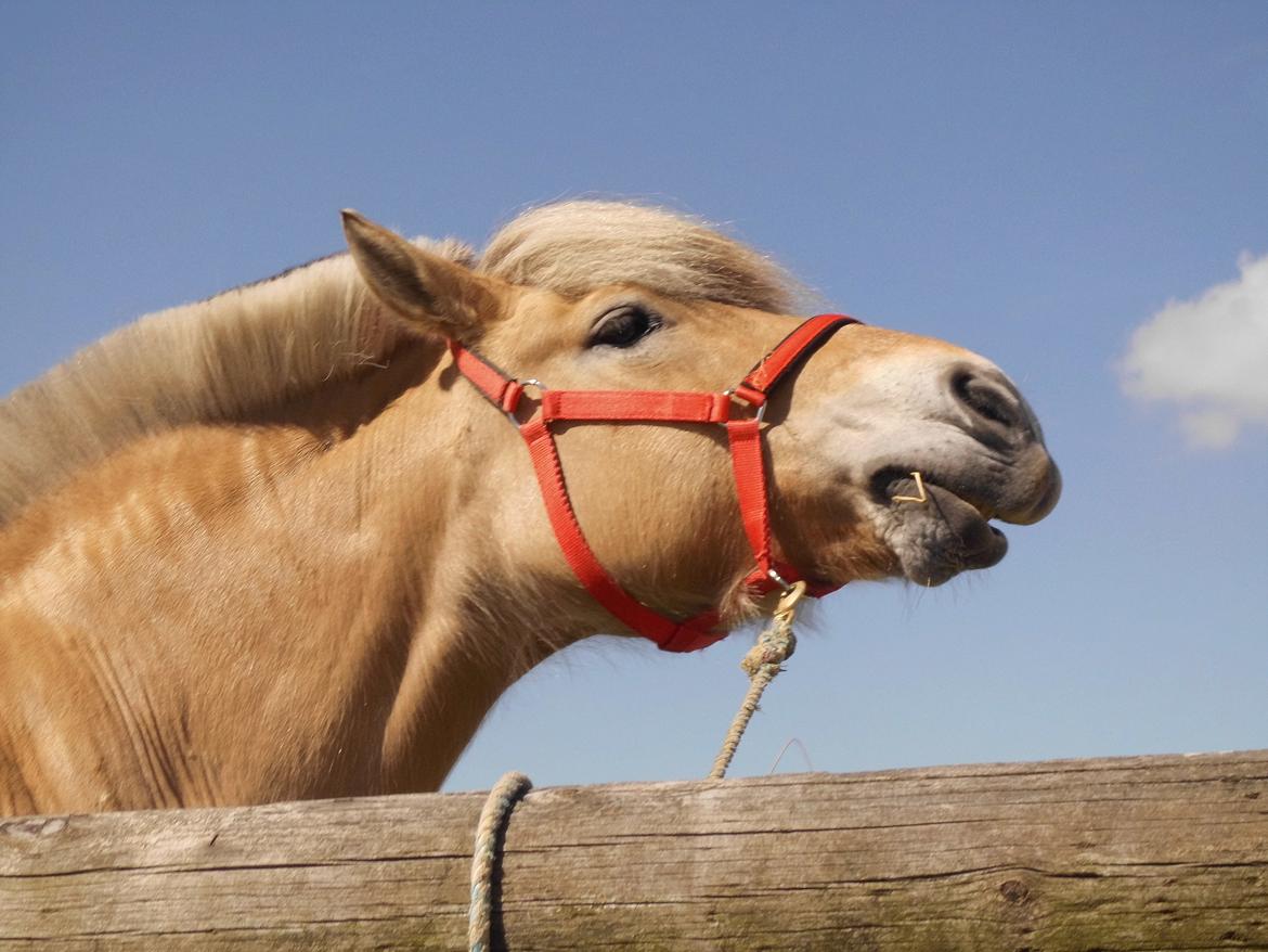 Fjordhest LINDEGAARDS ZARINA - et klør altid et sted Dyrskue 21 Maj 2017 billede 48
