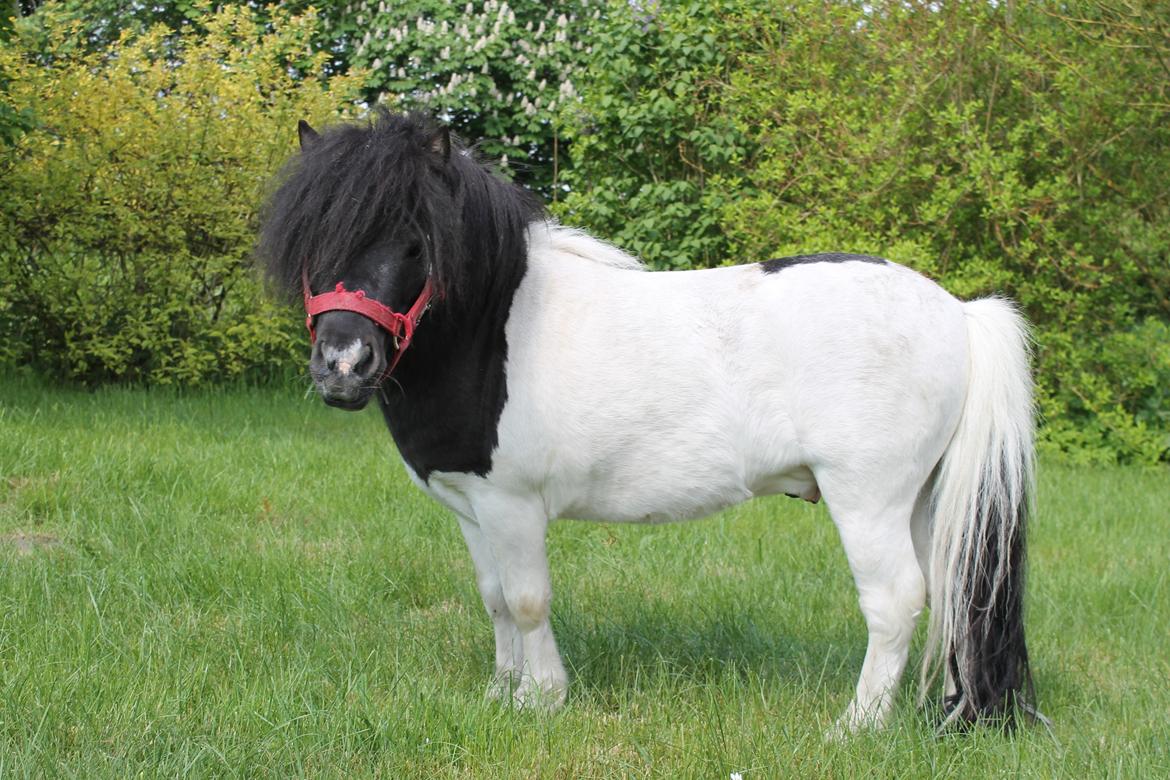 Shetlænder Buller billede 12