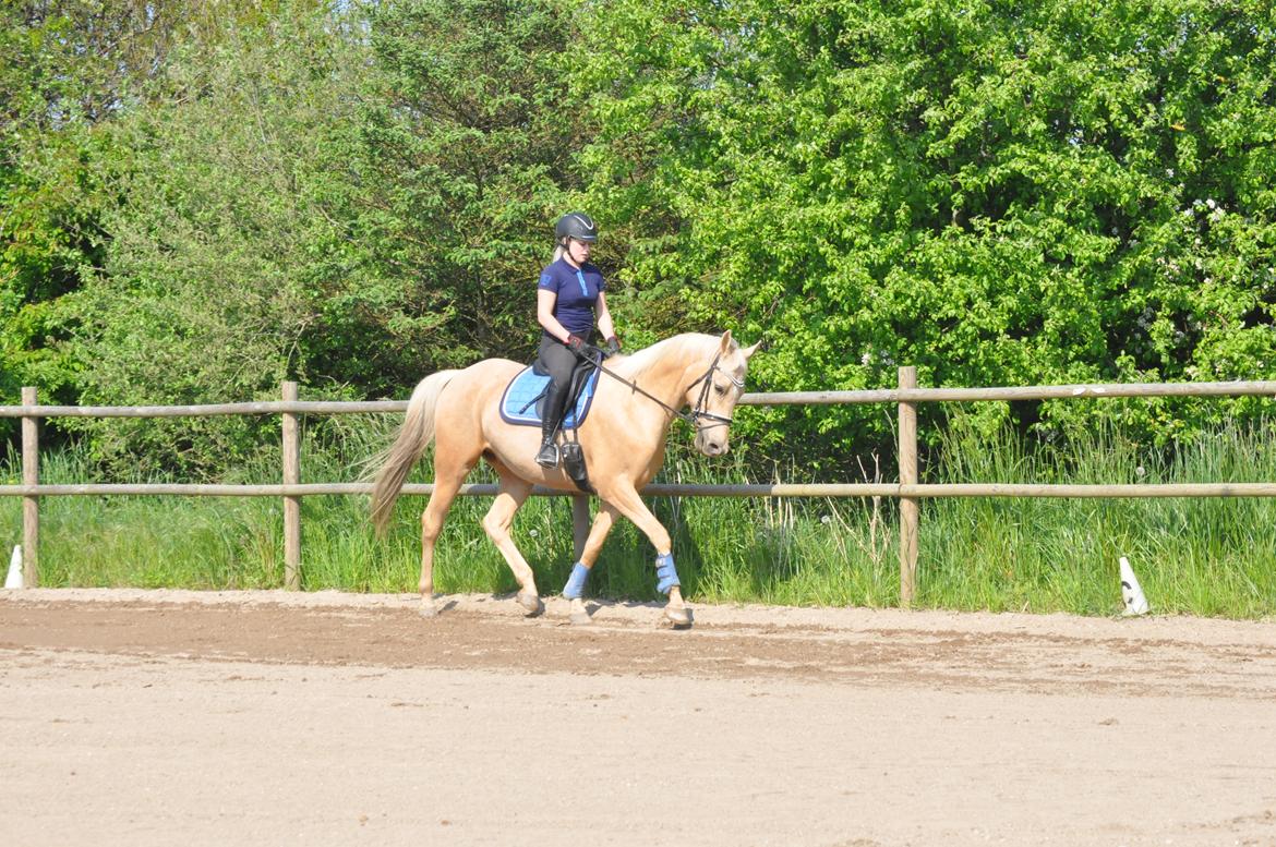 Palomino Golden Fashion *Elsket og Savnet"  billede 7