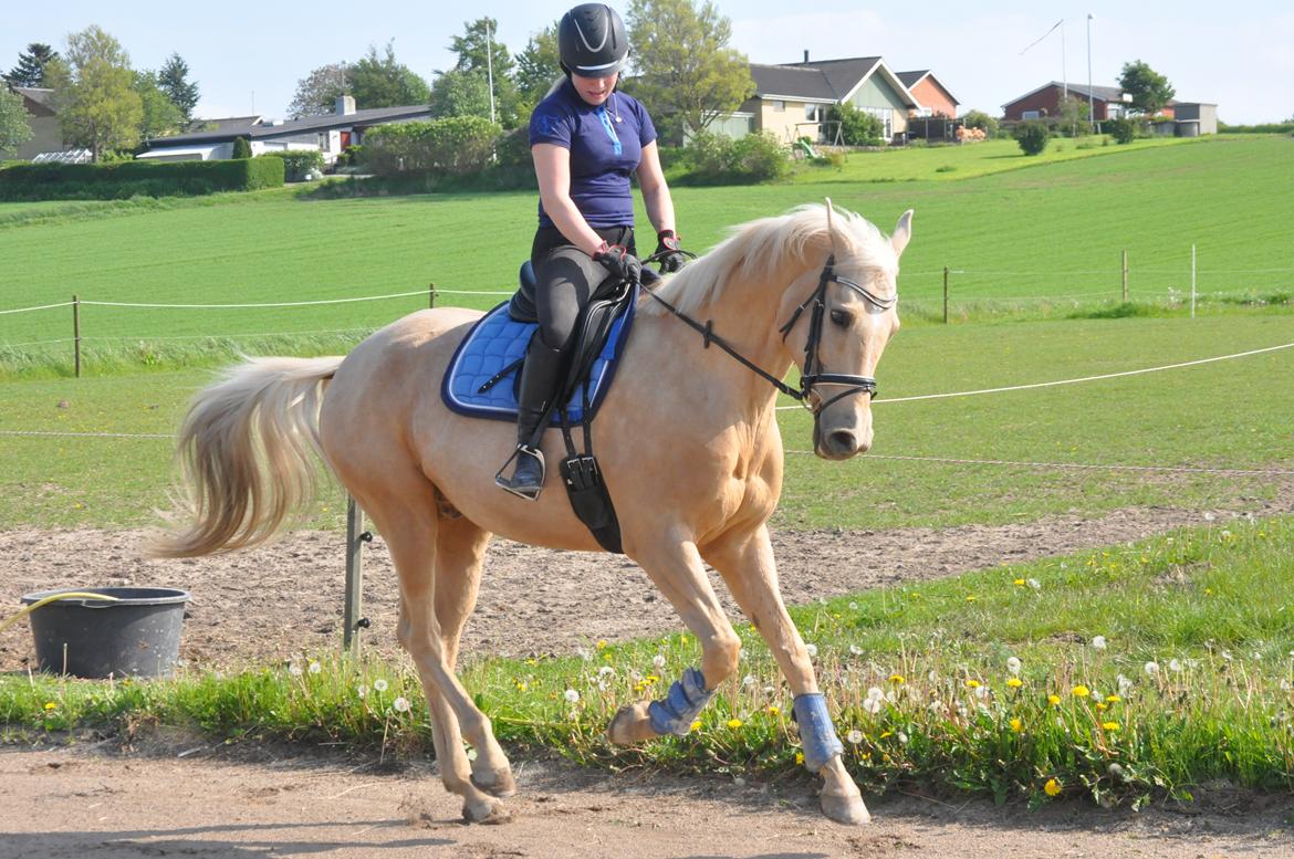Palomino Golden Fashion *Elsket og Savnet"  billede 2