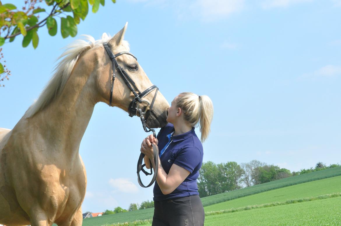 Palomino Golden Fashion *Elsket og Savnet"  billede 3